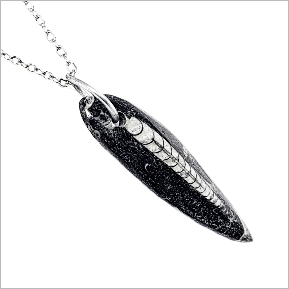 Genuine Orthoceras Fossil Pendant with Stainless Steel Necklace